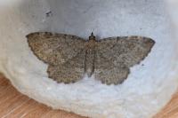 Philereme vetulata