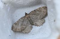 Philereme vetulata