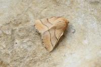 Malacosoma neustria