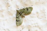 Chloroclystis v-ata