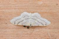 Idaea aversata