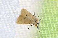 Spilarctia lutea