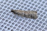 Ephestia