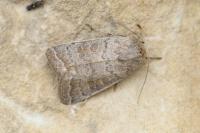 Hoplodrina