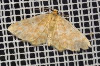 Hydrelia flammeolaria