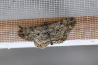 Peribatodes rhomboidaria rhomboidaria
