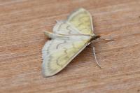 Paratalanta hyalinalis