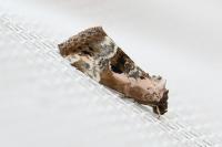Elaphria venustula