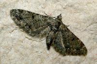 Eupithecia irriguata