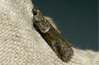 Acrobasis obliqua