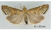 Euchromius bella