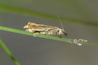 Crambus lathoniellus