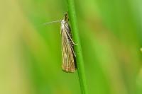 Chrysoteuchia culmella