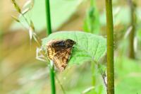 Euclidia glyphica