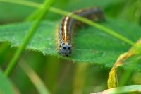 Malacosoma neustria