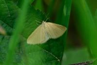 Minoa murinata