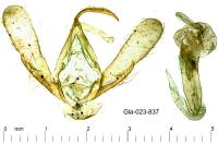 Paracolax tristalis