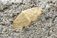 Idaea biselata