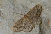 Idaea dimidiata