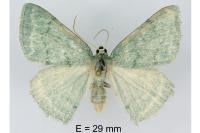 Pseudoterpna pruinata