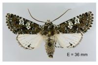 Lamprosticta culta