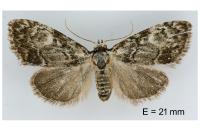 Meganola strigula