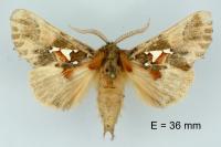 Spatalia argentina