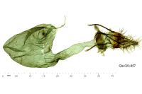 Acrobasis fallouella