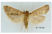 Bostra obsoletalis
