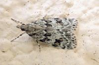 Scoparia ambigualis/basistrigalis