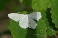 Scopula immutata
