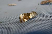 Acontia lucida