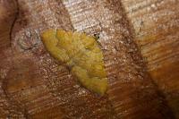 Camptogramma bilineata