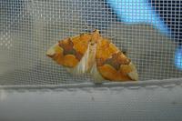 Cidaria fulvata