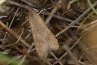 Nomophila noctuella
