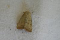 Charanyca trigrammica