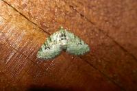 Chloroclystis v-ata