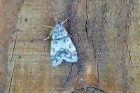 Eudonia lacustrata
