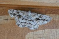 Hypomecis roboraria