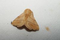 Malacosoma neustria