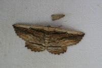Menophra nycthemeraria