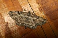 Peribatodes rhomboidaria rhomboidaria