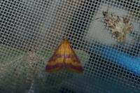 Pyrausta sanguinalis