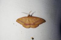 Rhodostrophia calabra