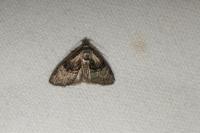 Meganola togatulalis