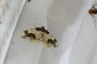 Ligdia adustata