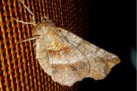 Selenia dentaria
