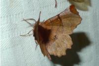 Selenia lunularia