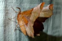 Selenia lunularia