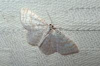 Asthena albulata